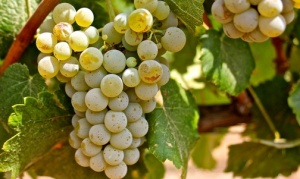 Albarino Grapes